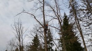 Опиливание деревьев