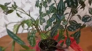 #ПИЛЕЯ КАДЬЕ - СРОЧНО СПАСАТЬ!!!!!