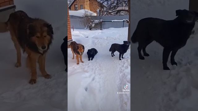 Наши шубные "моли" Кузя, Рыжик и Черныша ??? смотреть онлайн