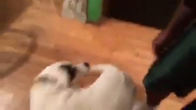 Мужик Шлепает Пса смотреть онлайн
