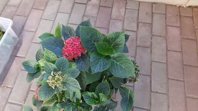 Крупнолистная гортензия Шлосс Вакербарт!