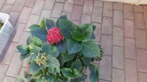 Крупнолистная гортензия Шлосс Вакербарт!