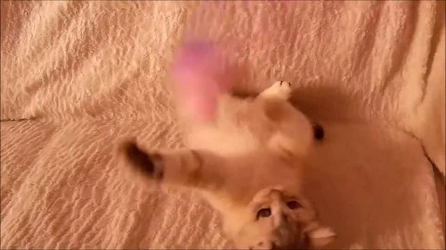 Кошка Джессика