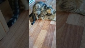 Кошка первый раз с котом, вязка.