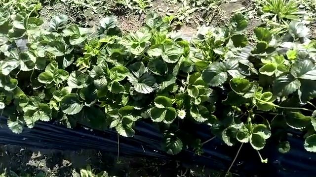 #Земклуника #Купчиха осенью г. Омск Ферма "Омская Ягода". смотреть онлайн