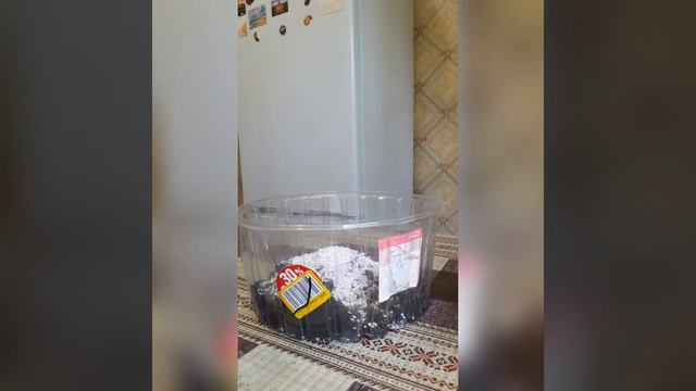 🍃Комнатные цветы🍃 Пересадка Hoya karnosa смотреть онлайн