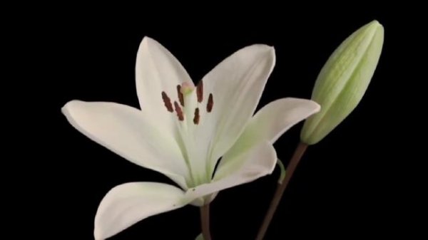 Beautiful Flowers blooming time lapse |