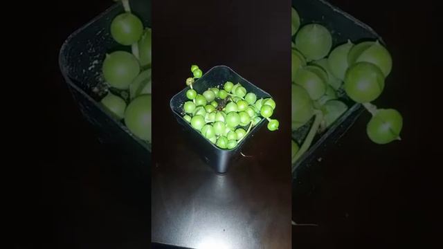 My First Etsy Plant Haul