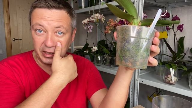НА СТИМУЛИРОВАЛ КОРНИ ОРХИДЕЙ ЖИРНЫЕ в этом, теперь пересадка орхидеи смотреть онлайн