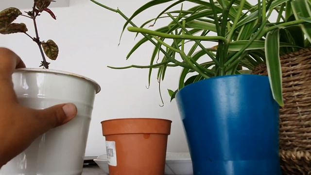 Overview Of Mini Garden / Small Pots From Cuttings & DIY With Update / Small Pot Gardening Ideas смотреть онлайн