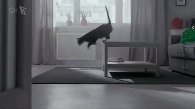 Kitekat Фотокот Effects смотреть онлайн