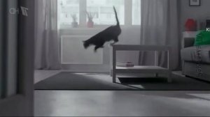 Kitekat Фотокот Effects