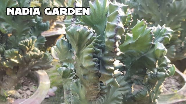 Vlog Ep-59 || Beautiful Euphorbia Lactea Plant In My Garden || Nadia Garden