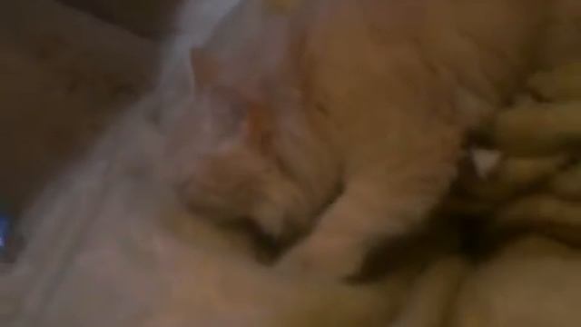 Что снит моя кошка!!! смотреть онлайн