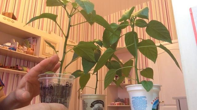 Формируем кустики перца или что нужно сделать с рассадой перцев смотреть онлайн