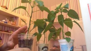 Формируем кустики перца или что нужно сделать с рассадой перцев