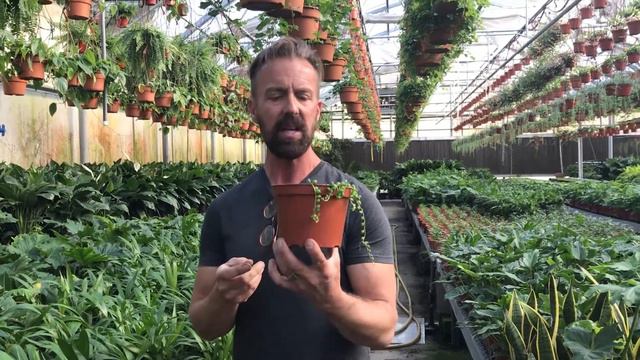 Tropical Greenhouse Walkabout [Extended Edition] смотреть онлайн