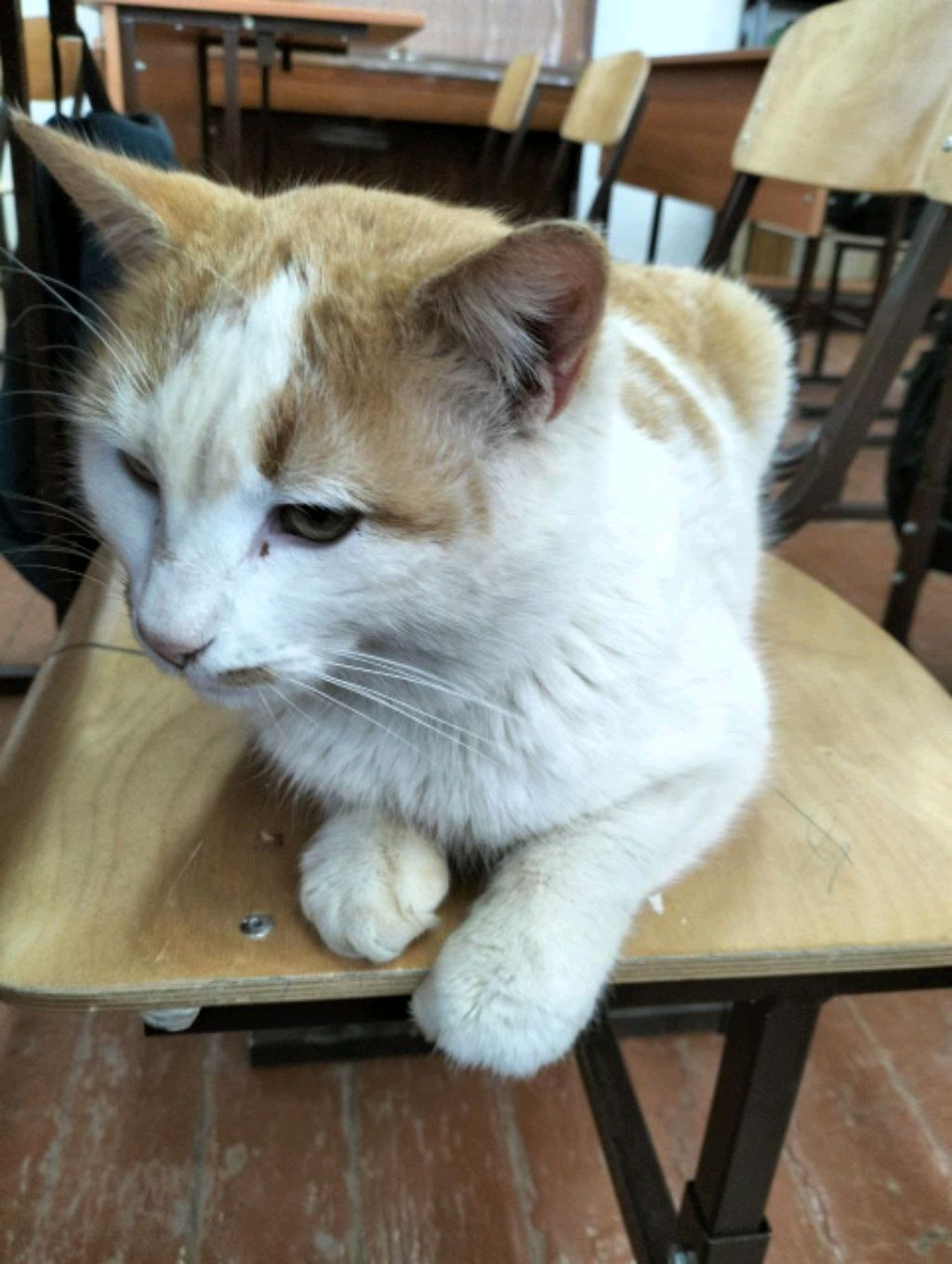 милые котики