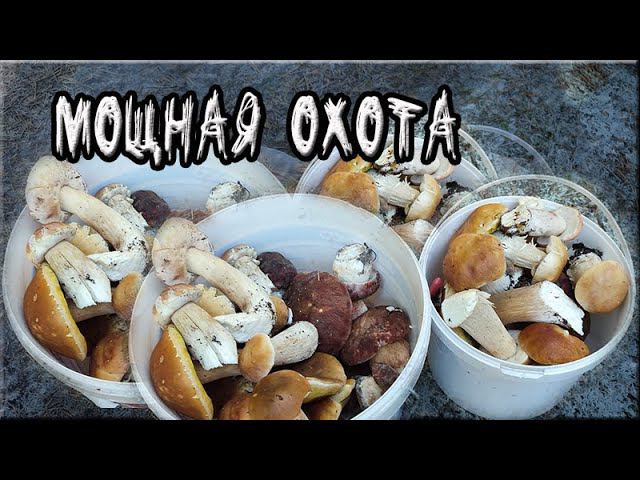 Мощная охота за грибами Царский Боровик и Белый крепыш смотреть онлайн