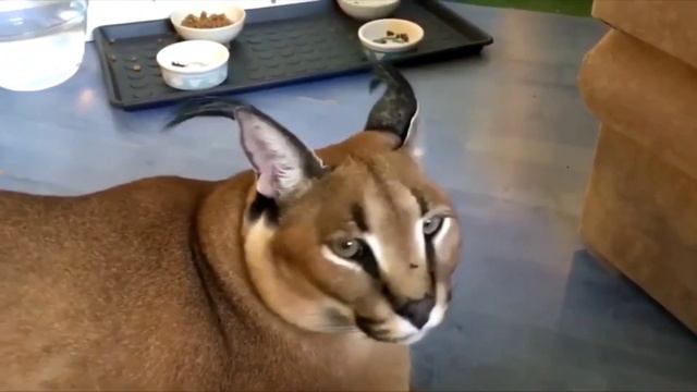 Гоша говорит "КЛОКЕР" смотреть онлайн