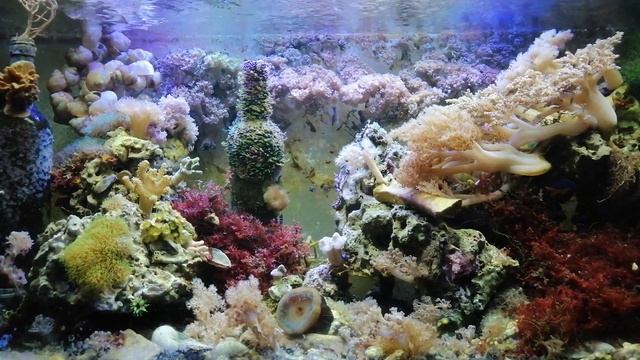 Актиния малу - стоит ли брать? смотреть онлайн