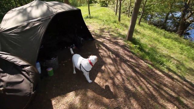 CARP FISHING IN SPRING THE D RIG смотреть онлайн