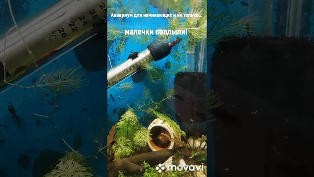 Превращение личинок Данио в мальков-- как кормить.. смотреть онлайн