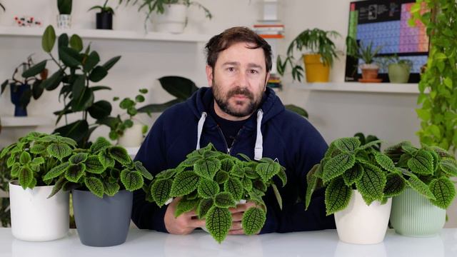 Pilea Moon Valley, cura di una pianta lunare 🌙 смотреть онлайн