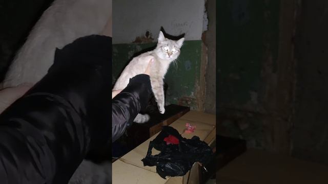 забрали бездомную кошечку, которая больше месяца прожила в подъезде 🐈😭 #кошка #тайская #котики смотреть онлайн