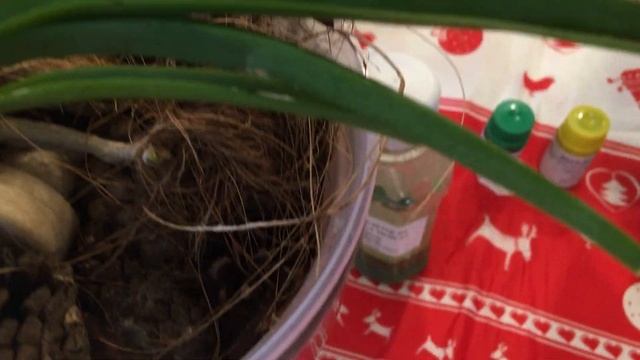 ОРХИДЕИ Результаты применения японских удобрений на орхидеях смотреть онлайн