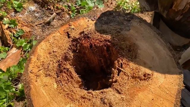 Тишина: Реальная жизнь в Карелии. Утро в таежной избе. Как жить на рыбалке? Красота карельской жизн смотреть онлайн