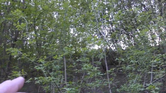 Нам удалось добиться благоустройство парка в пойме реки Чертановка, в районе Москворечье-Сабурово!! смотреть онлайн