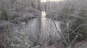 Продажа рогов лося. Заработок на трофеях из леса.