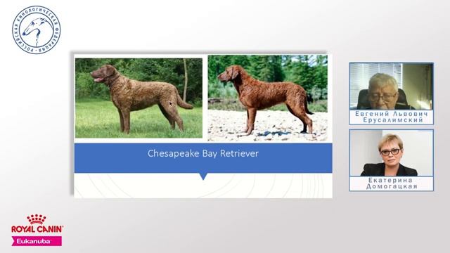 Особенности судейства десяти групп пород FCI Группа VIII | «Ответственное собаководство онлайн»