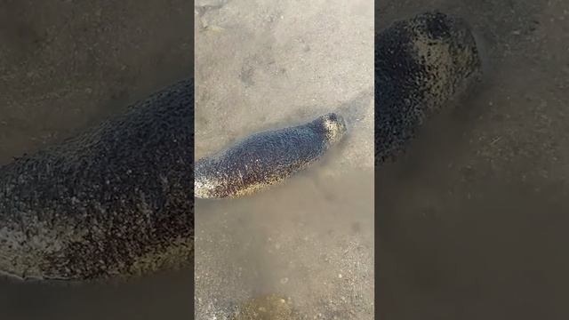 Вот что будет если тронуть Морской огурец смотреть онлайн