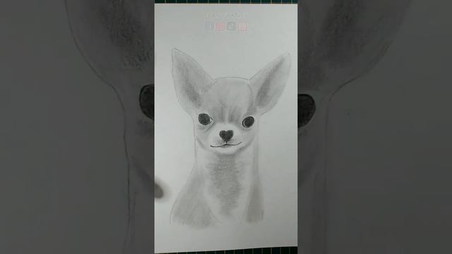 Cómo dibujar un Chihuahua con Lápices ? Paso a Paso смотреть онлайн