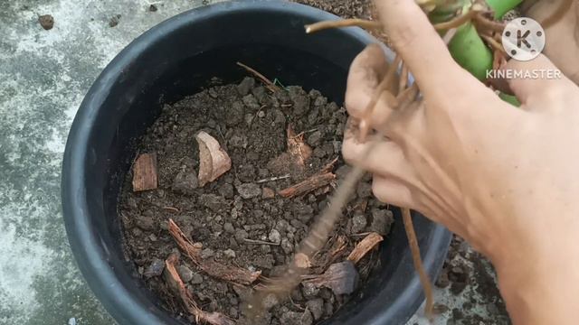 plant repoting tips/philodendron green Congo propagate/syngonium Roxanna repoting смотреть онлайн