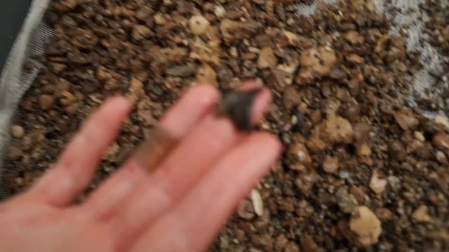 The Swamps are LOADED with Shark Teeth in Florida | Exploring the Ancient Ocean Floor смотреть онлайн