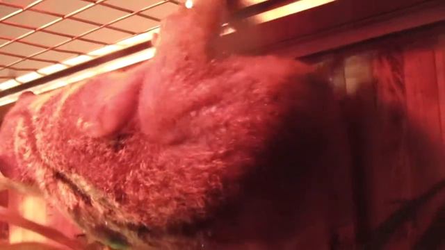 ЛЕМУРЫ встречают детей дома! LEMUR Babies meet kids 🐵 смотреть онлайн