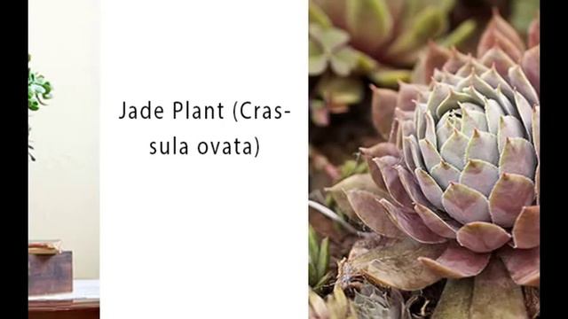 Top 10 Outstanding Succulent Plants for the Home, Fine Gardening and Indoor House смотреть онлайн