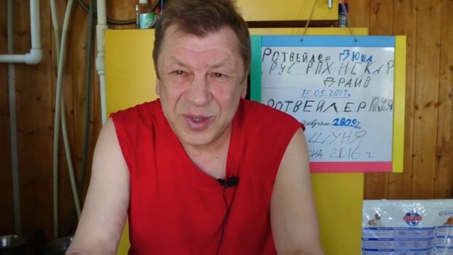 РОТВЕЙЛЕР ДЕНЬ ЗА ДНЕМ. Отвечаю на вопросы.Воспитание и дрессировка ротвейлера смотреть онлайн
