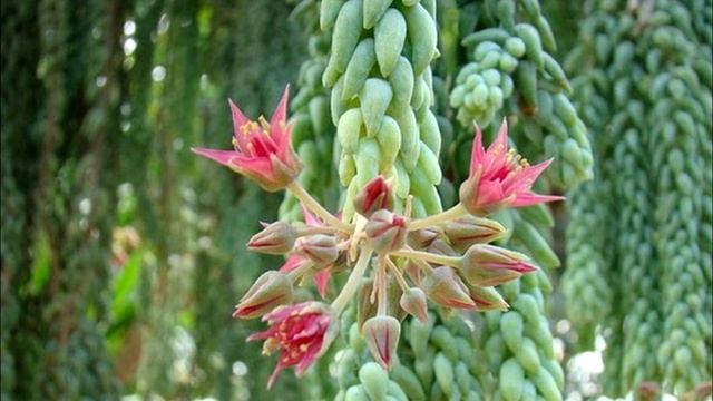 Растения для южных окон//ТОП 10 смотреть онлайн