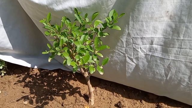 Clerodendrum Inerme/Enarmi bonsai plant смотреть онлайн