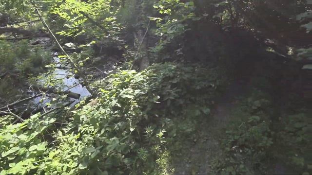 Прогулка в Кончу-Заспу. Экологическая тропа "Лесники". Озеро Ведро. 4 июня смотреть онлайн