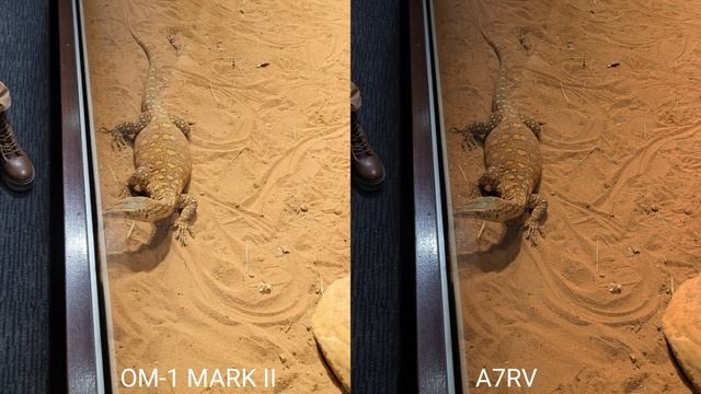 OM System OM-1 MARK ll Vs Sony A7RV Camera Comparison смотреть онлайн