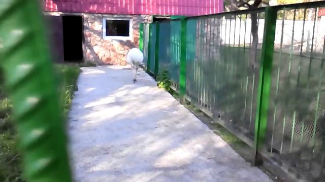 Борзый страус смотреть онлайн