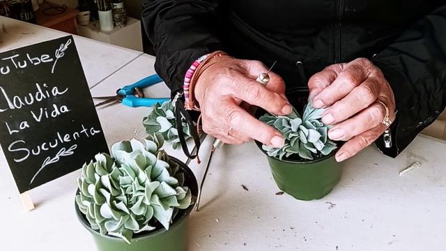 Topsy Turvy cortando hijuelos смотреть онлайн