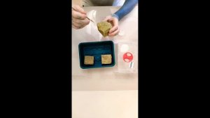 Проращивание семян спустя 10 дней,Каролина рипер