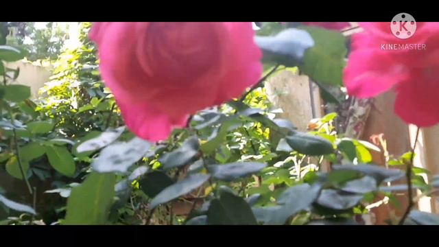 Садик мой.Майские розы-такие душистые.💐💗👍 смотреть онлайн