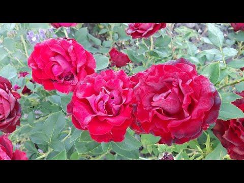 Цветут Омаж а Барбара, Эмильен Гийо смотреть онлайн